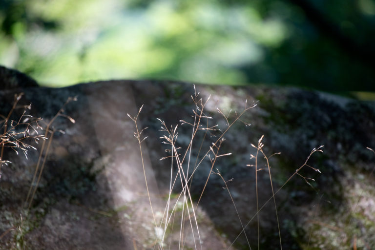 Fine Grass Strands