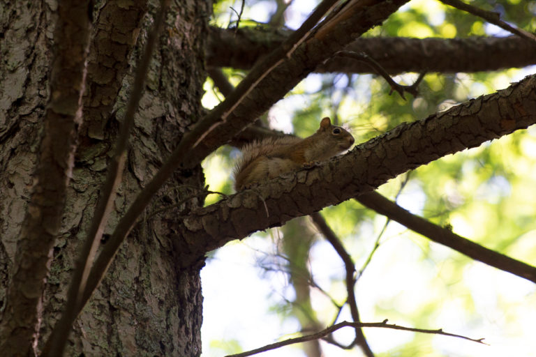 Red Squirrel in Tree