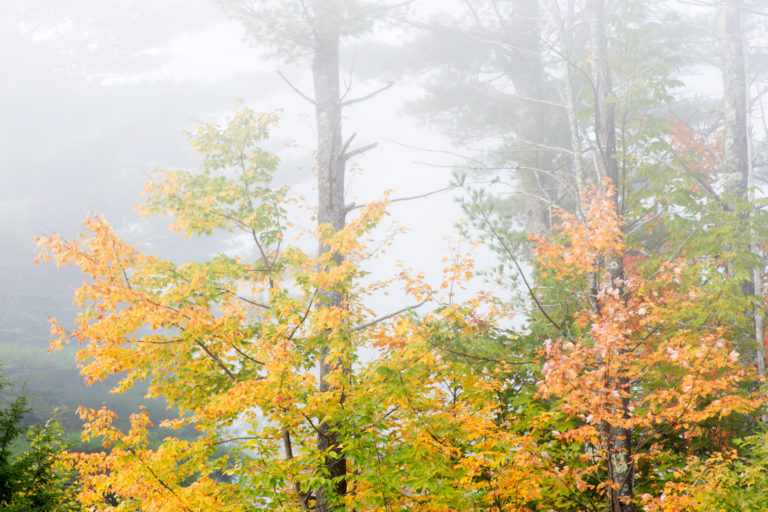 Foggy Fall Forest