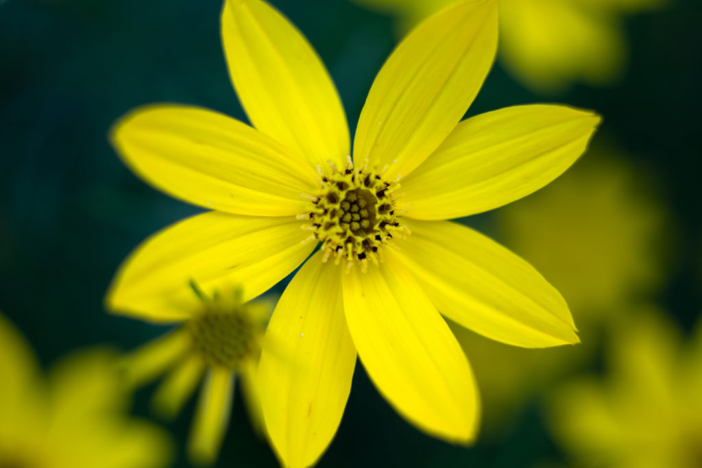 Coreopsis