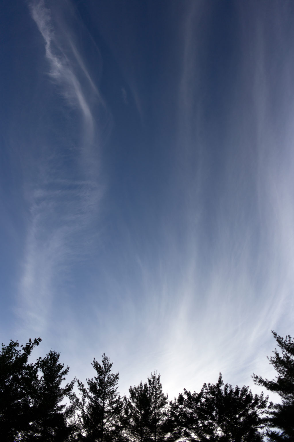 Streaking White Clouds Over Treetops