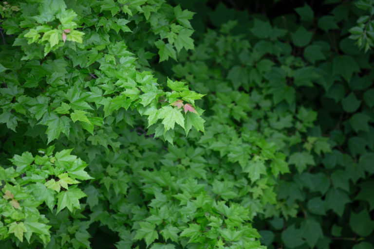 Lush Maple Leaves