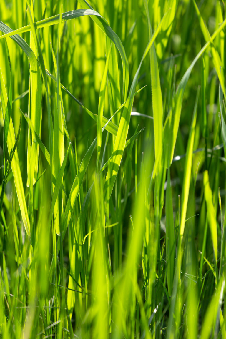 Bright Green Blades of Grass