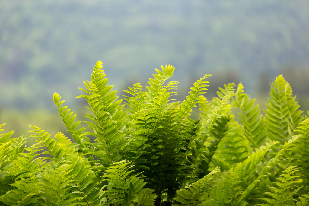 Thick Ferns