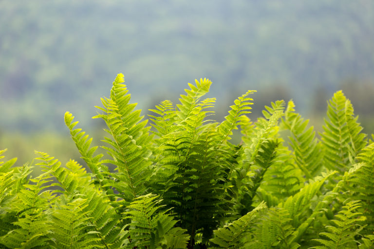 Thick Ferns