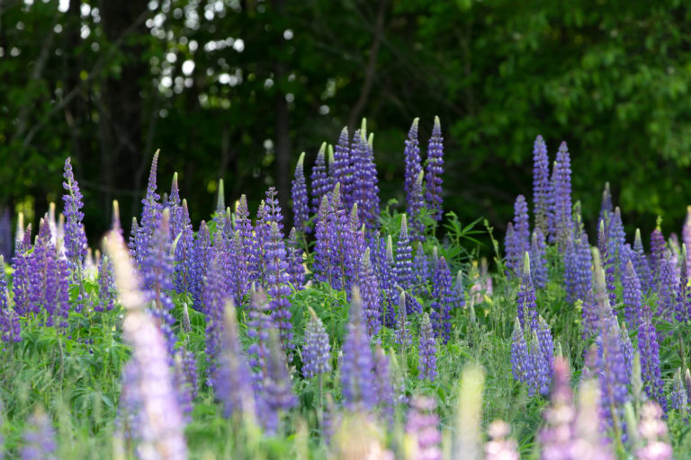 Dense Lupine Field