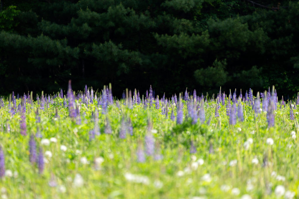 Soft Focus Lupine Field