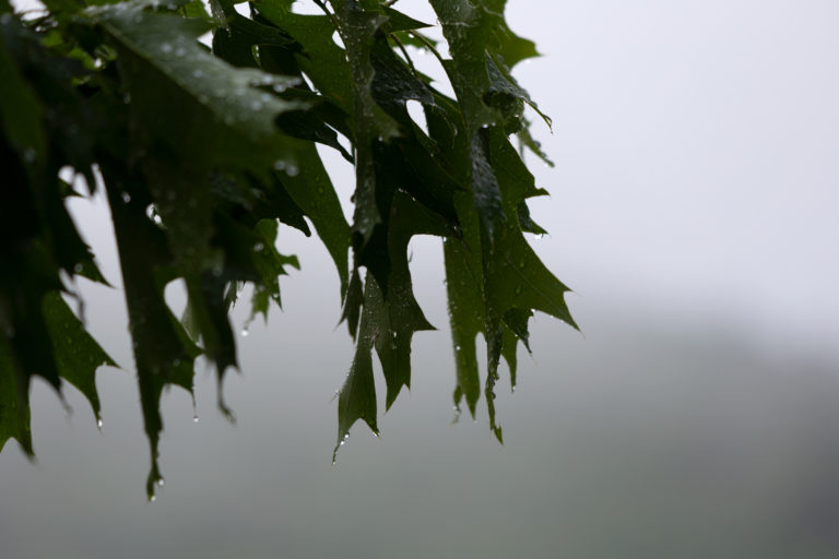 Dripping Oak Leaves Against Foggy Background