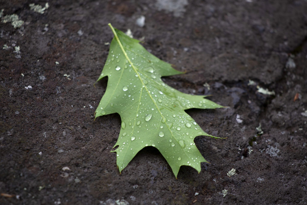 Wet Oak Leaf on the Ground