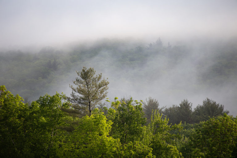 Fog Burning Off Over the Forest