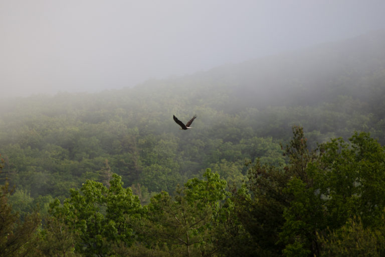 Large Bird Flying Low Over Treetops