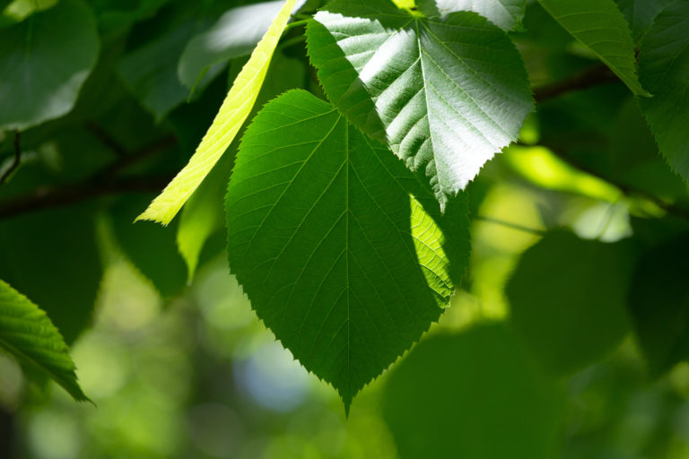 Green Summer Leaves