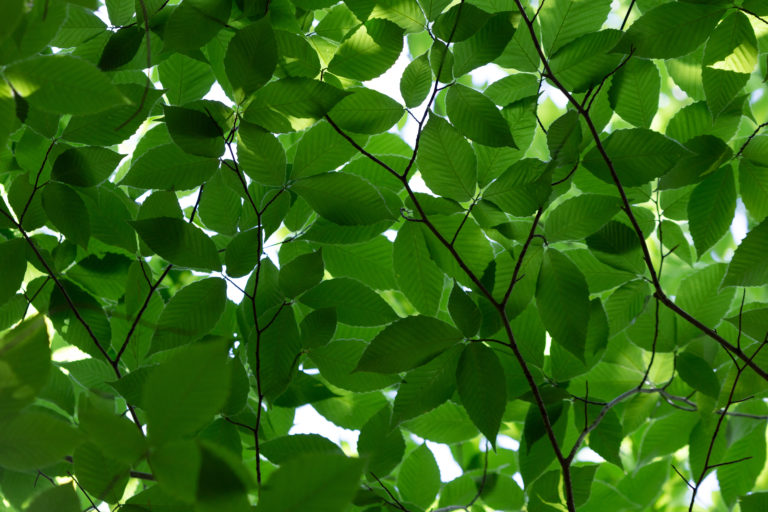 Collage of Green Beech Leaves