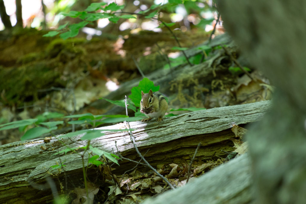 Chipmunk on Old Fallen Log