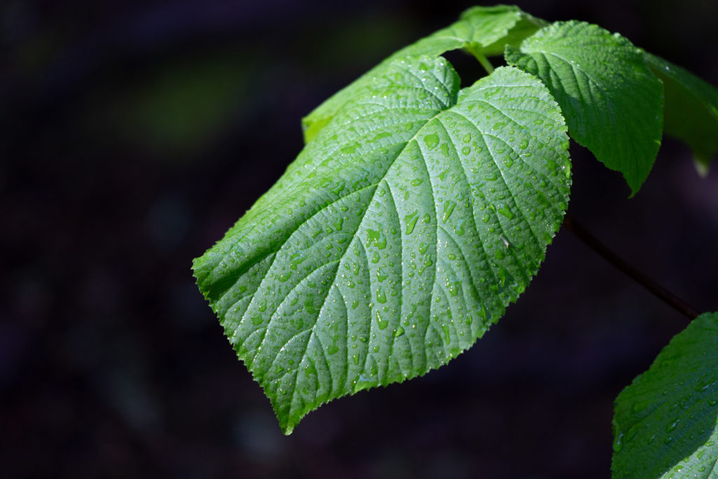 Drooping Leaf Against Dark Background