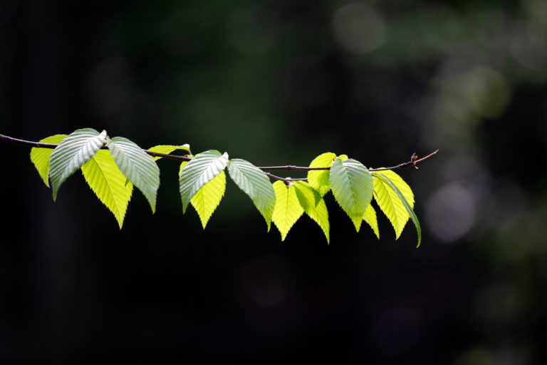 Lone Beech Branch