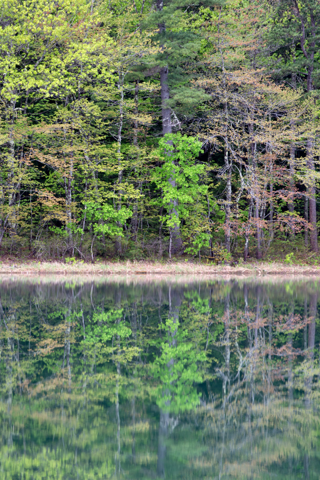 Spring Reflections