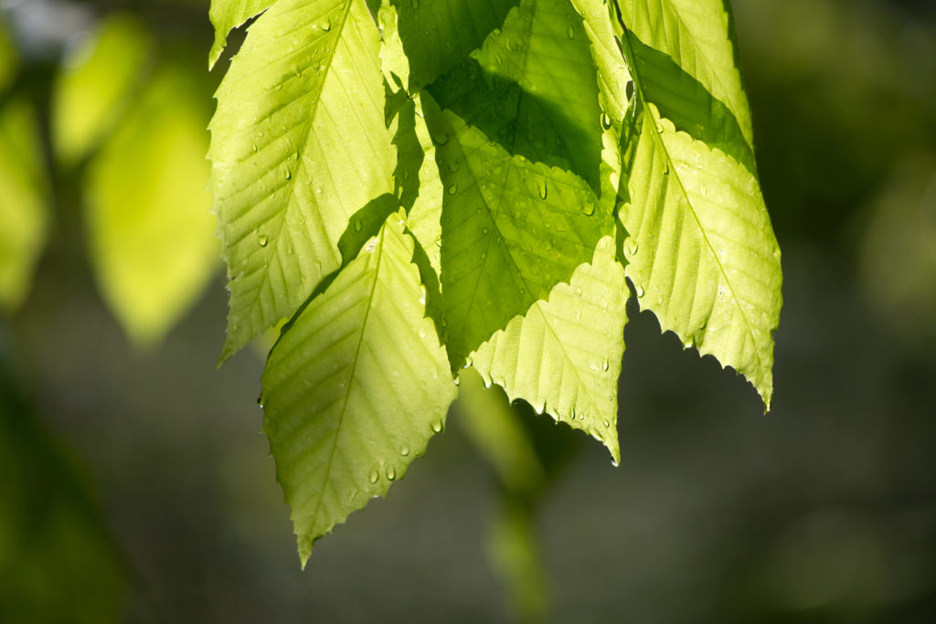 Cluster of Bright Green Leaves