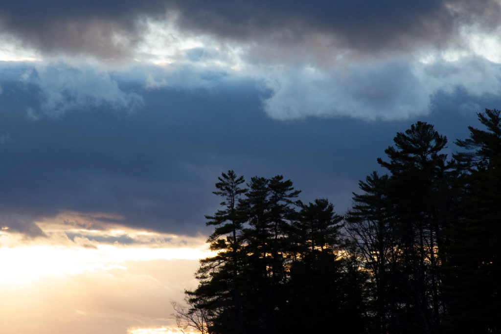 Pine Trees at Sunset