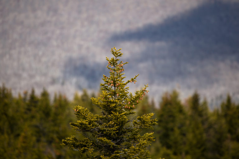 Single Treetop Standing Out Against Forest