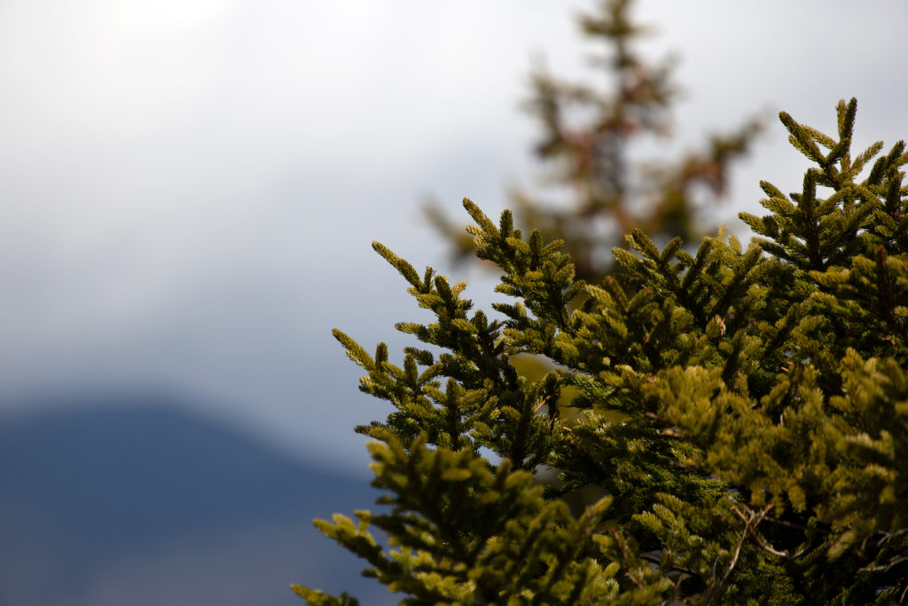 Bokeh Evergreen on Mountain