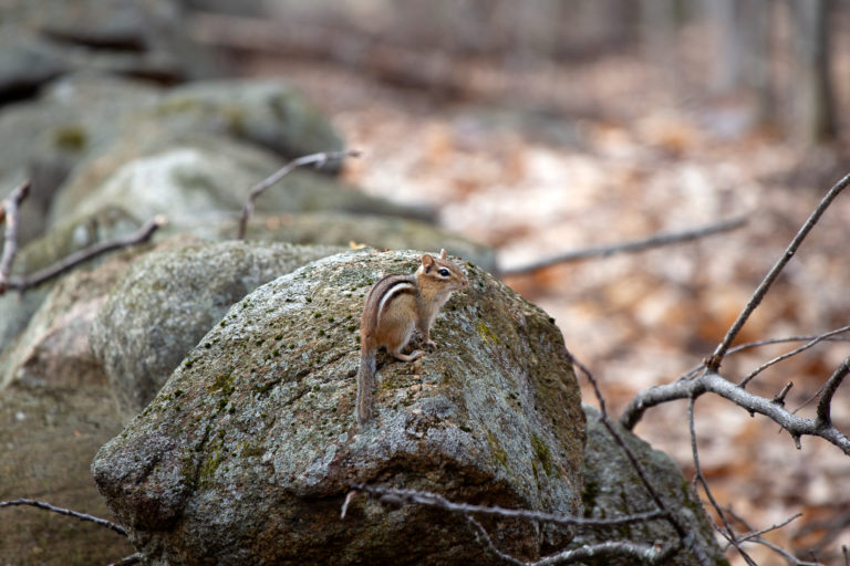 Chipmunk on the Rocks