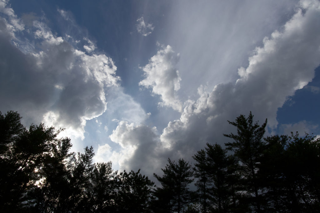 Silhouetted Trees Against Large Puffy Clouds