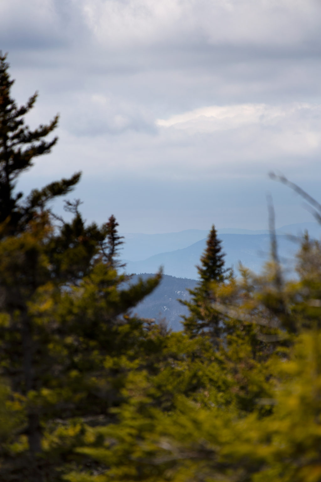 Through the Trees, The Mountains Beyond