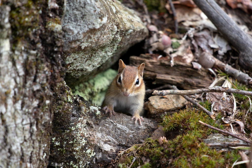 Curious Chipmunk