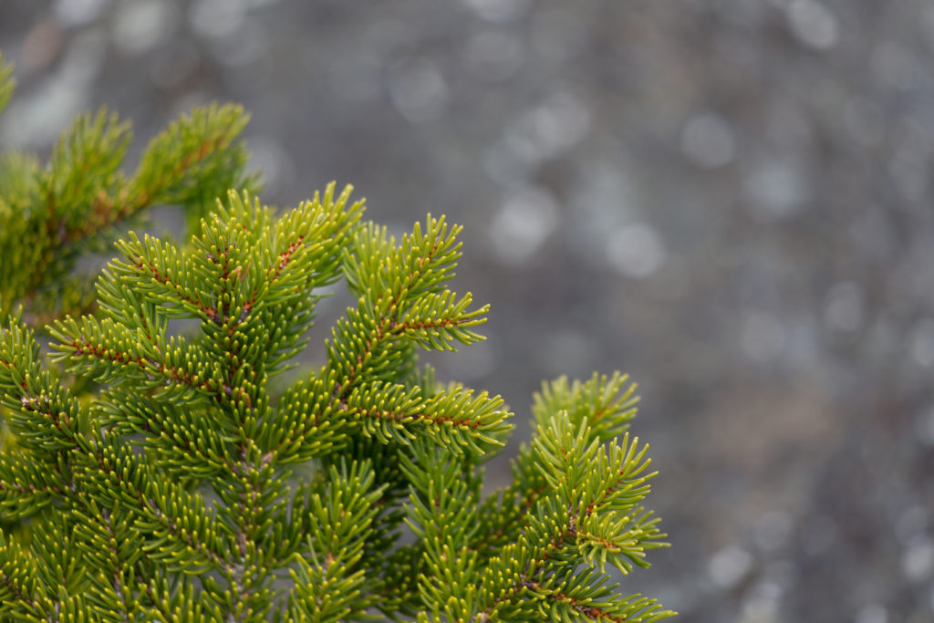 Evergreen Against Grey Background