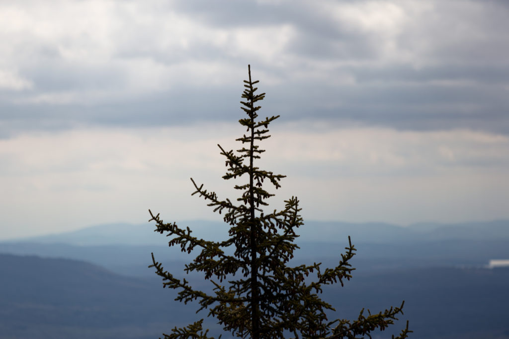 Treetop on a Mountaintop