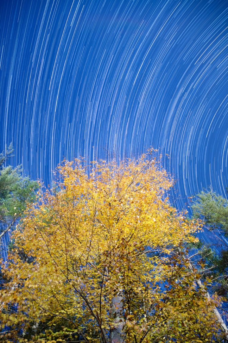 Star Trails Over Golden Tree