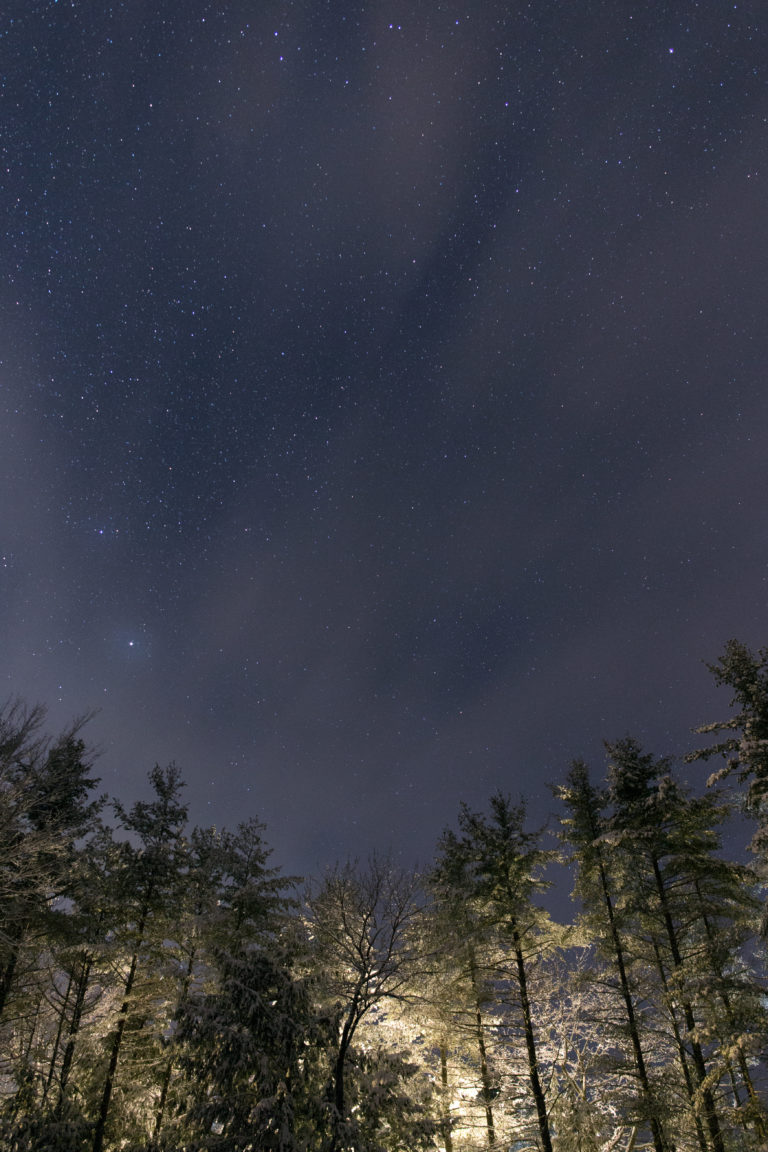 Bright Forest Under Night Sky