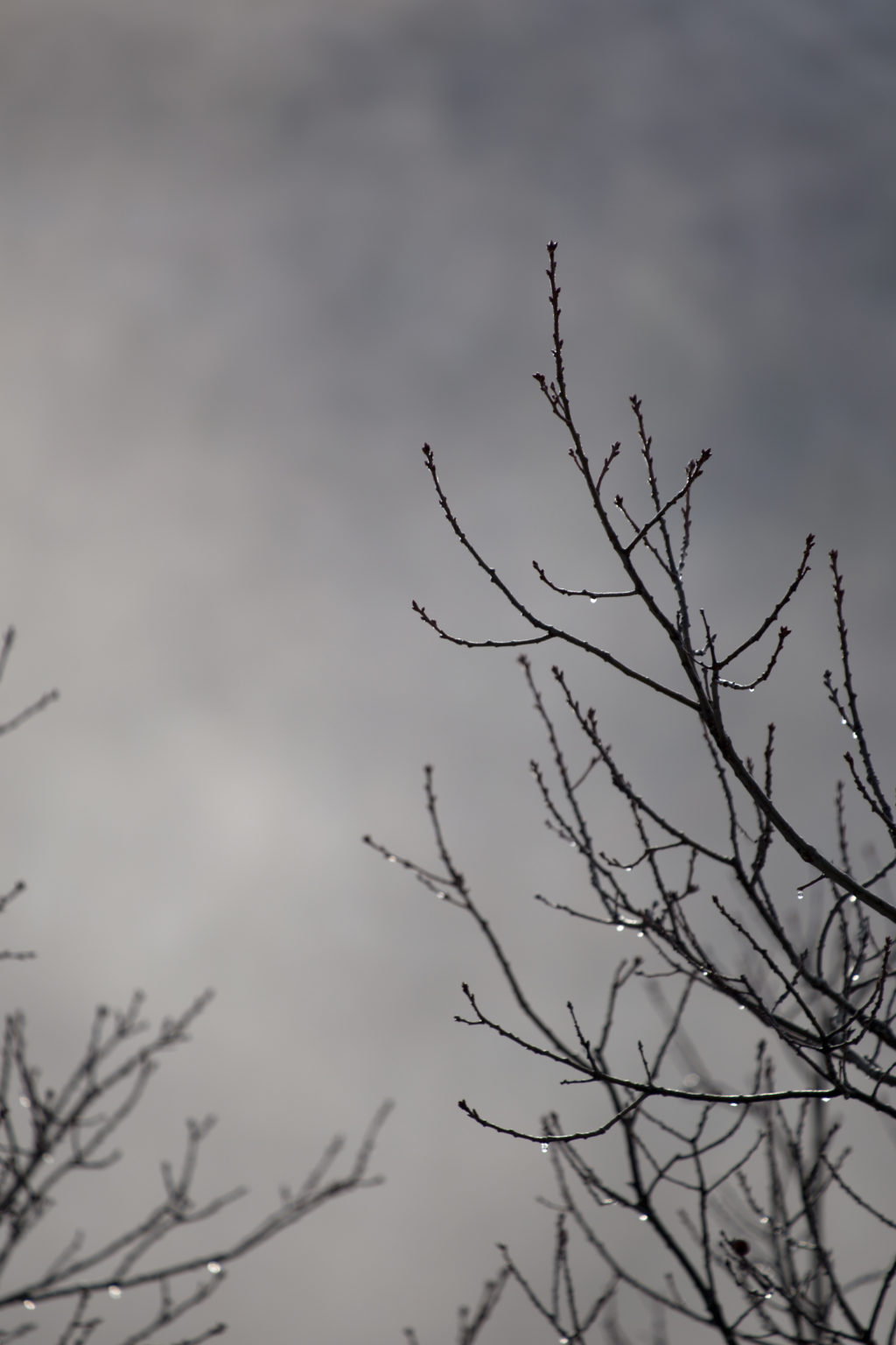 Barren Branches Silhouette