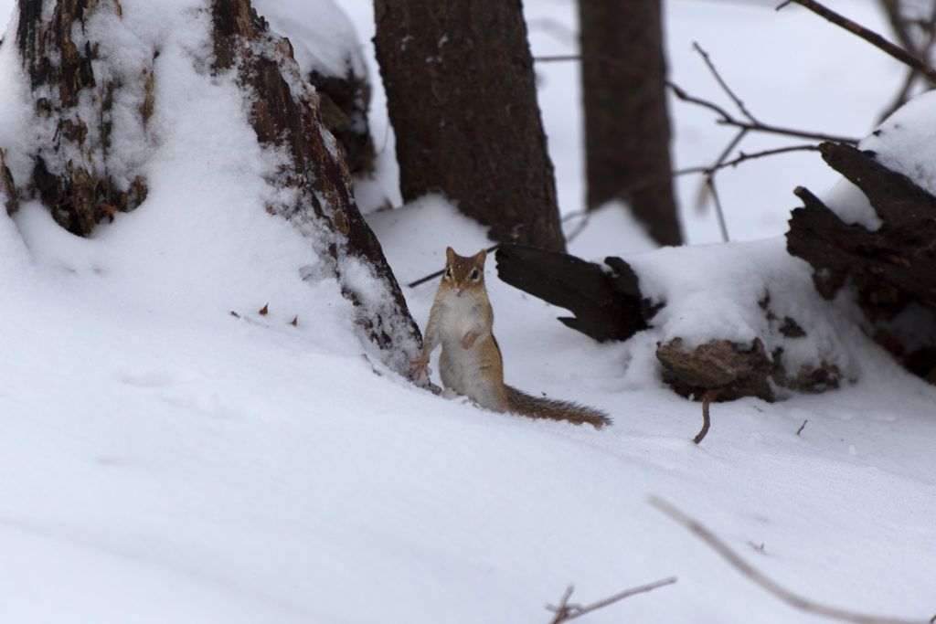 Inquisitive Chipmunk