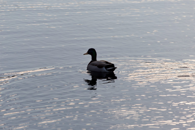 Lone Duck