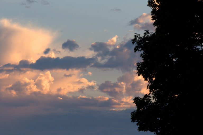 Tree Silhouette Against Late Day Summer Sky