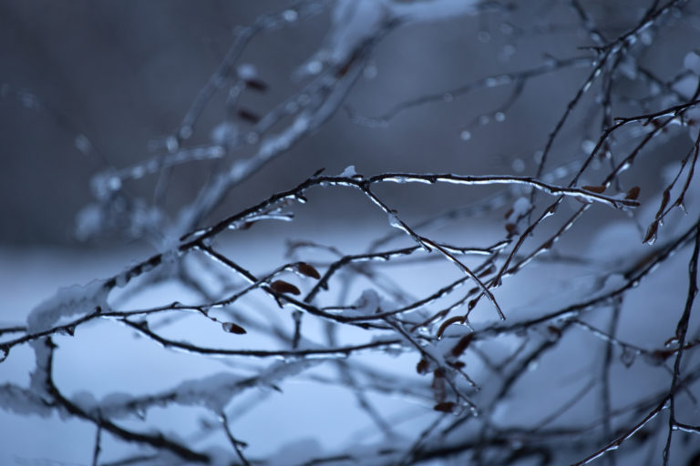 Ice Coated Delicate Branches