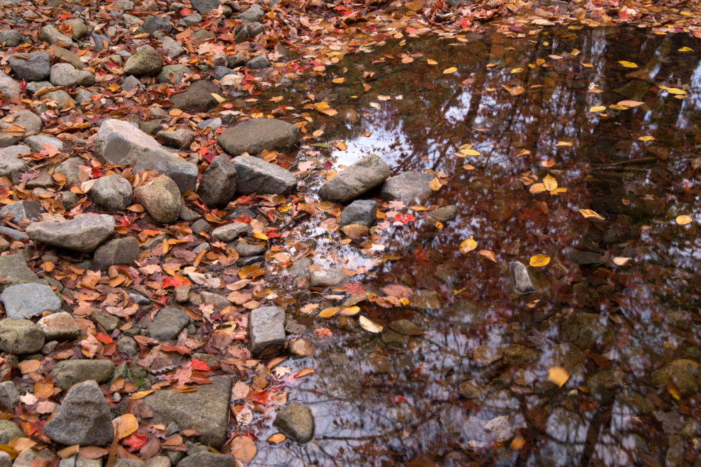 Calm River’s Edge in the Fall