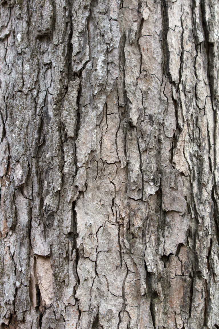 Rough Old Bark Texture