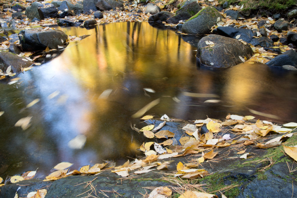 Fall Forest Reflections