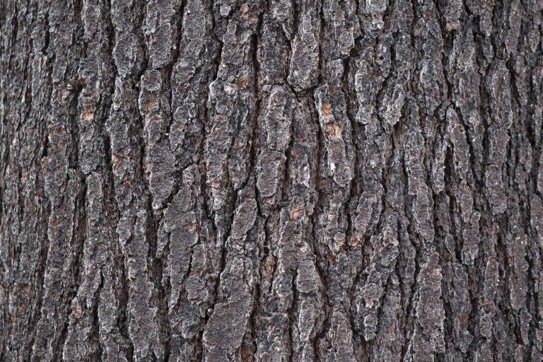 Rough Pine Bark Texture