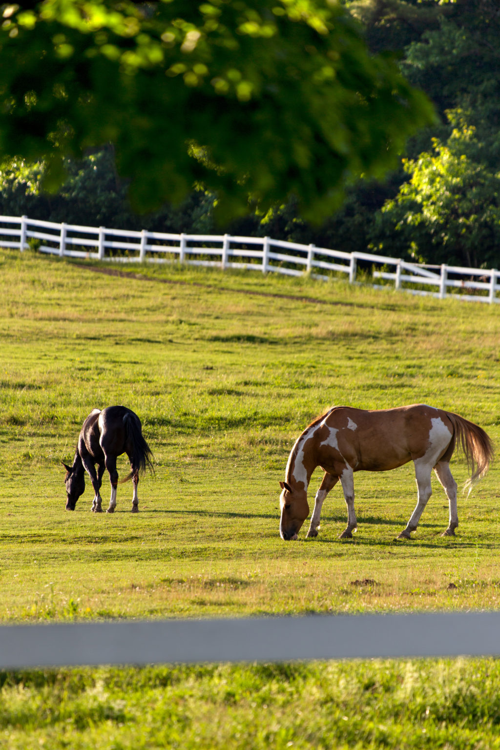 Two Horses Grazing