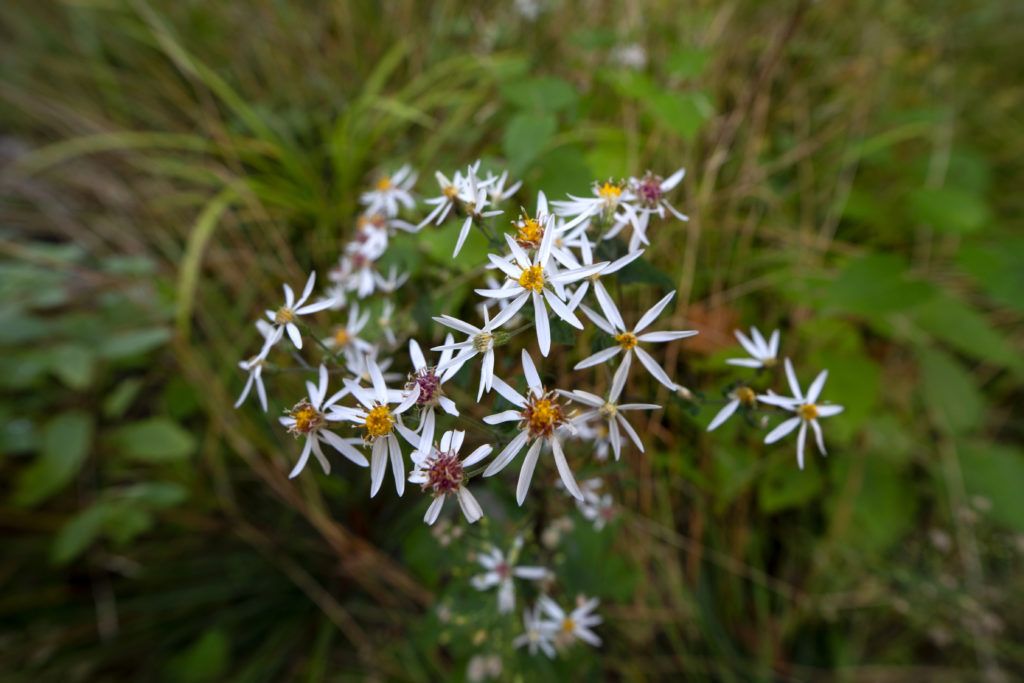 Wild Daisies