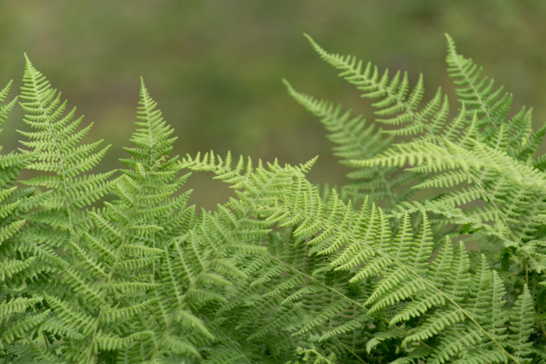 Delicate Ferns