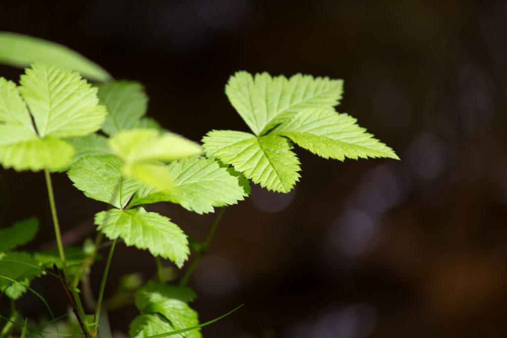 Leaves of Three