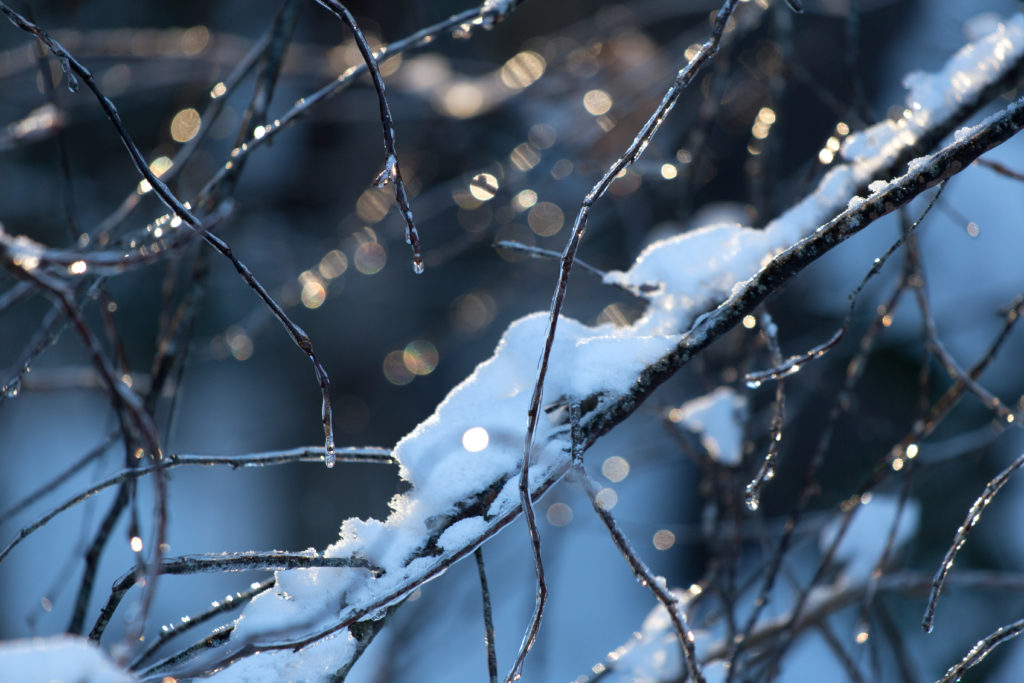 Winter Vines