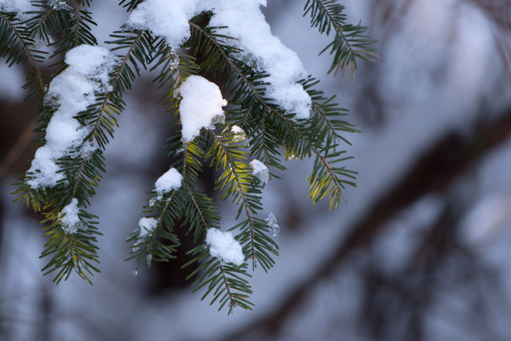 Snow on Hemlock