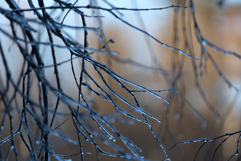 Cold Branches