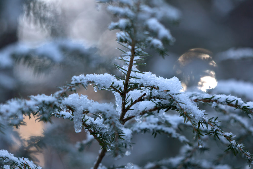 Fresh Snowfall